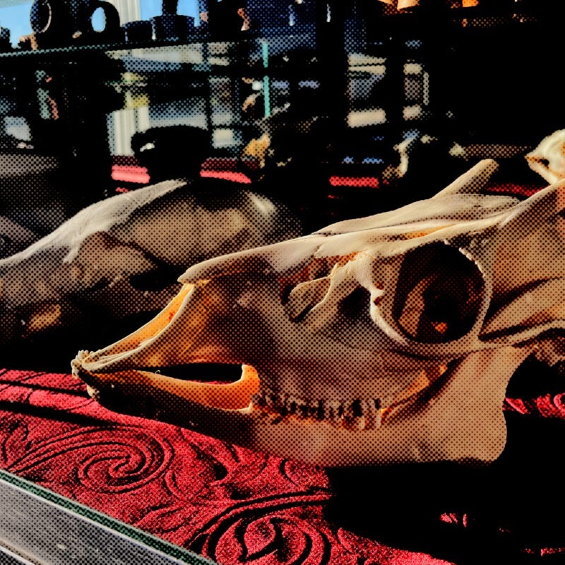 Photo of skulls inside the piercing jewelry case at Imperial Body Art near The Village in Meridian, ID